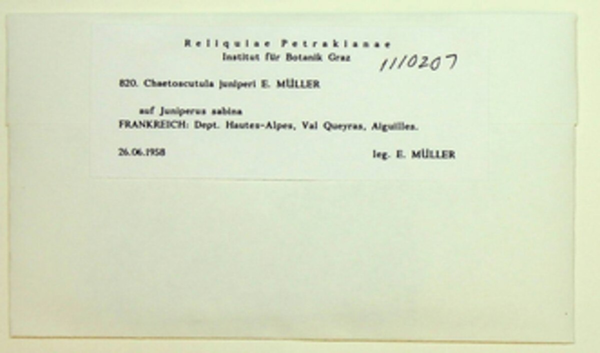 Chaetoscutula juniperi image